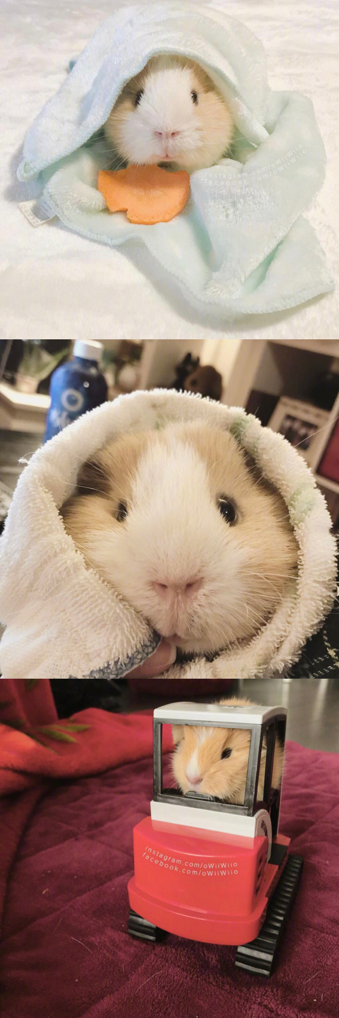 养荷兰猪可以同时满足养仓鼠和养猪的强烈愿望太可爱了