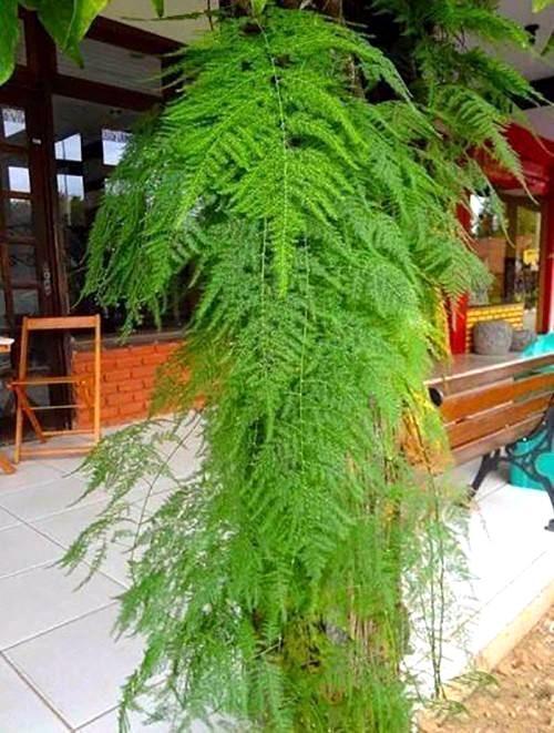 文竹又黄叶了咬咬牙狠心剪2刀10天冒新芽一年窜到房顶