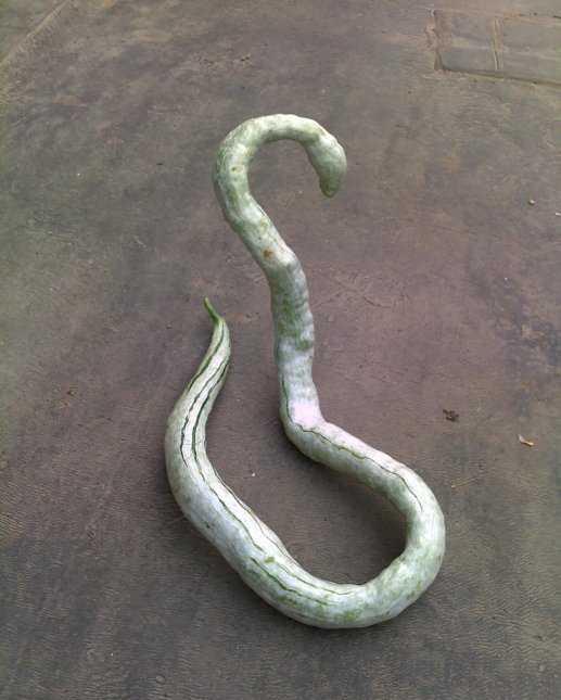 是不是很像蛇呢?您见过这种瓜吗?