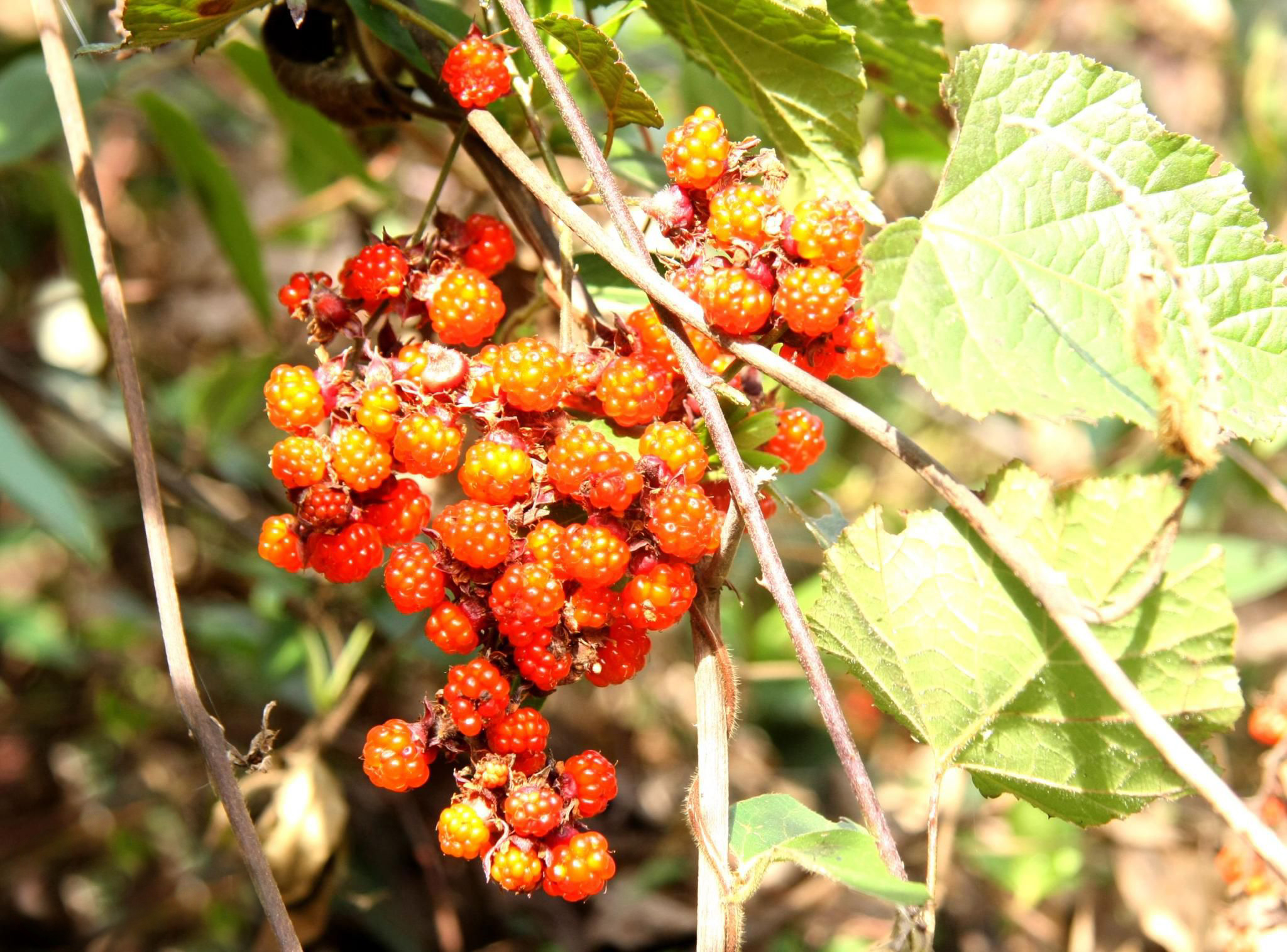 农村这种"插田泡",全身长满倒刺,果实美味,根是止血良药