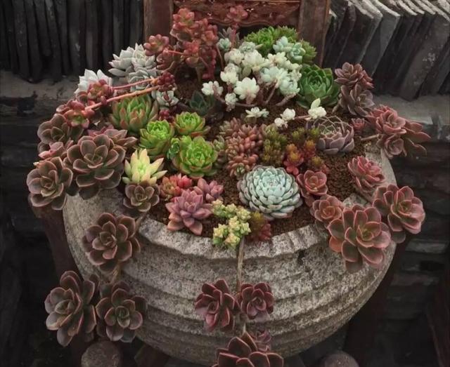 那些美翻的爆盆多肉,送给你做壁纸吧