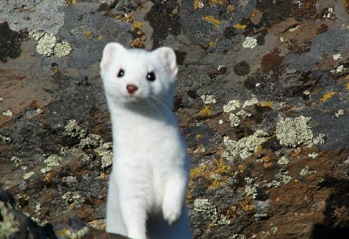 冬天摄影师镜头下的白鼬敲可爱啊67676767