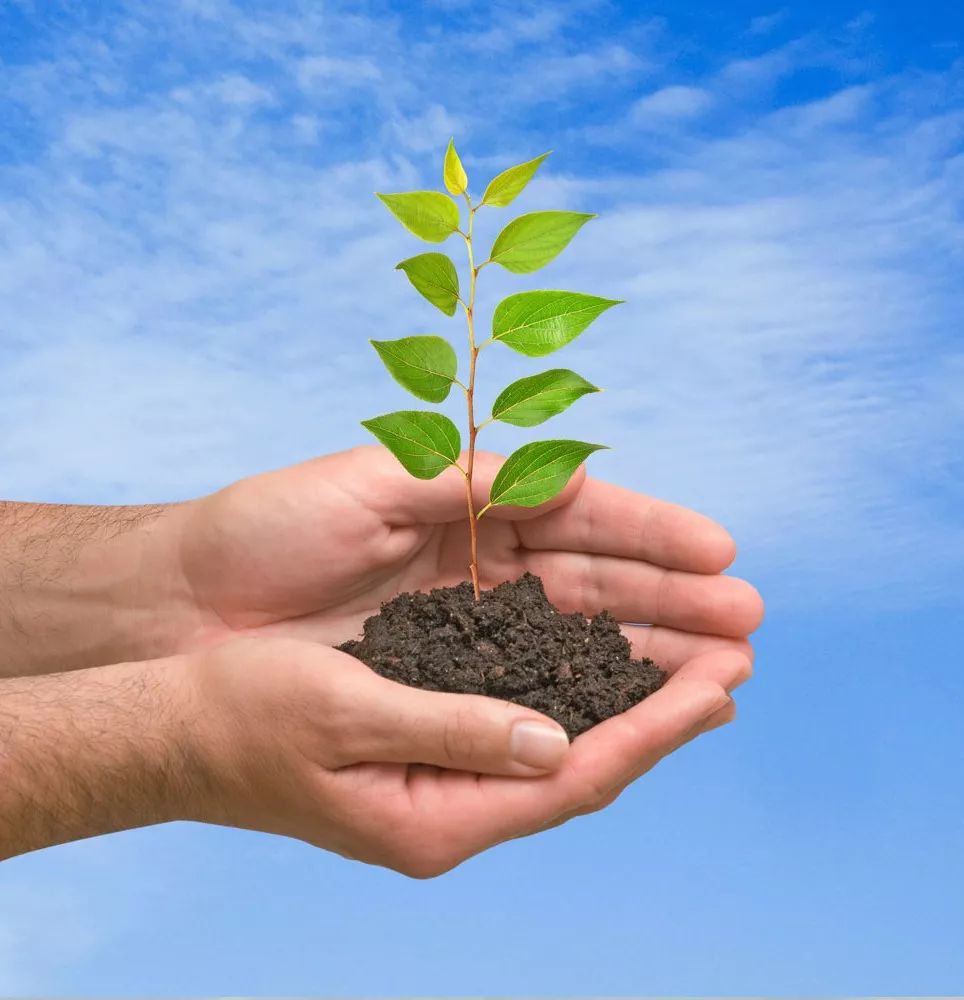 心理测试4棵树苗你选哪一个测什么情况下你内心会变得更强大