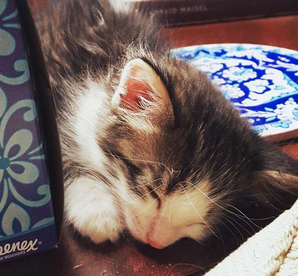 小奶猫受惊吓走丢躲在卡车底下, 直接抱回家