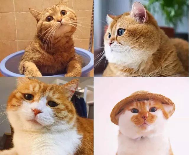 为什么橘猫会这么胖？__财经头条