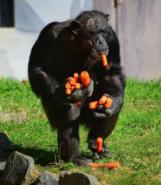 饿坏了的时候,动物们的吃相也是够难看的