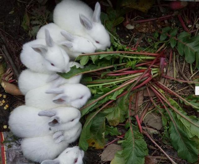 男子去市场上买来了两只可爱兔子,结果后来差点崩溃了!