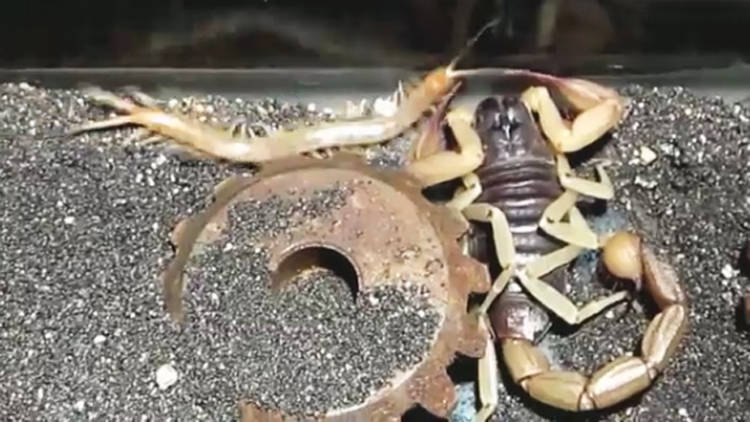 蝎子大战蜈蚣 新浪网