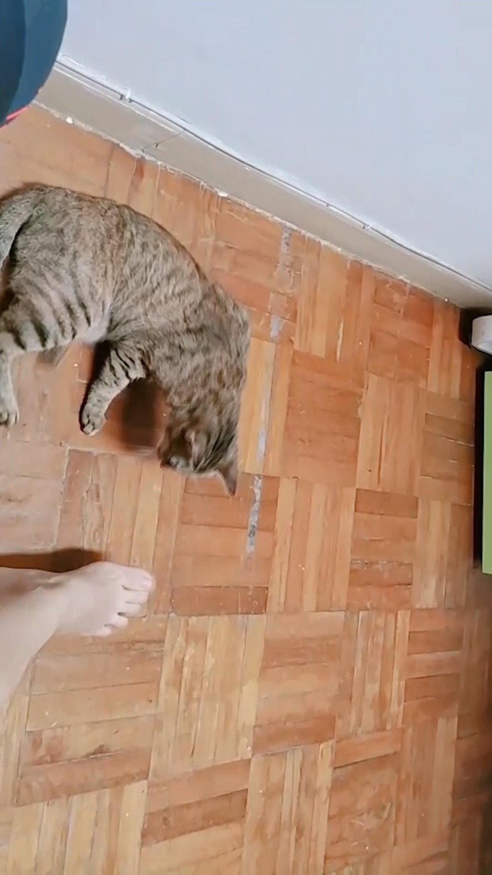 最会踢人的猫,没错了,被踢一脚最大的感受是:再来一脚