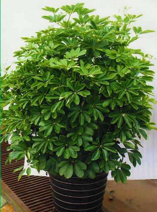 春天这样做发财树生长旺盛四季常青