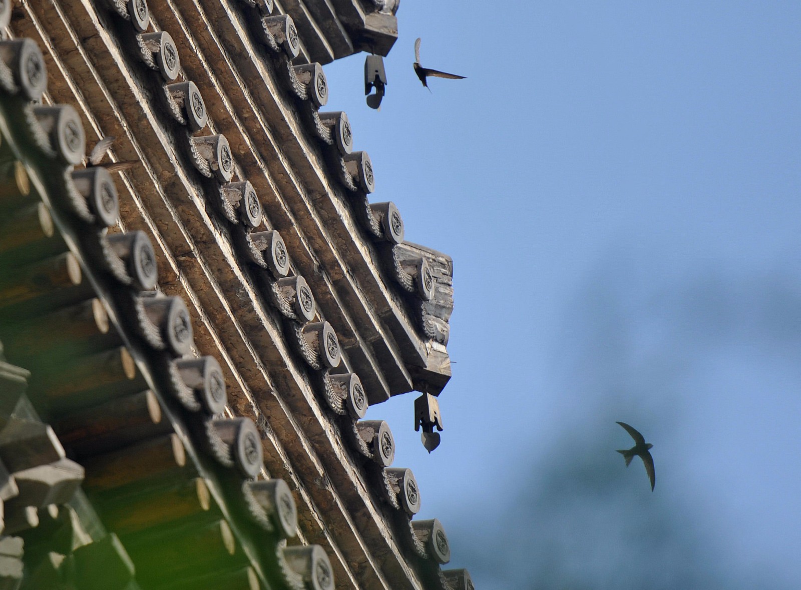 成群结队的燕子在辽宁朝阳南塔飞舞,成为城区靓丽风景线.