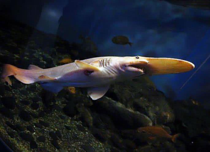 6种未彻底绝迹的古生物,第4种极难发现,少有人知