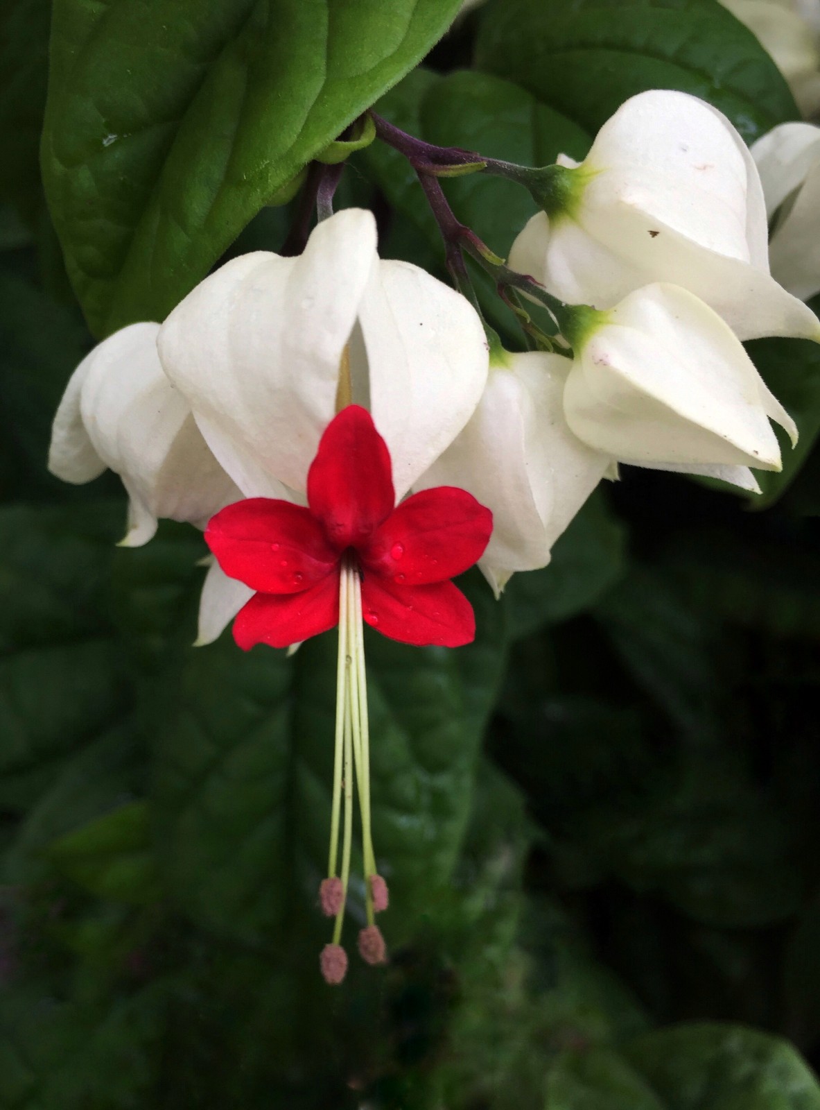 龙吐珠(原创摄影)|龙吐珠|卵形|基部_新浪新闻