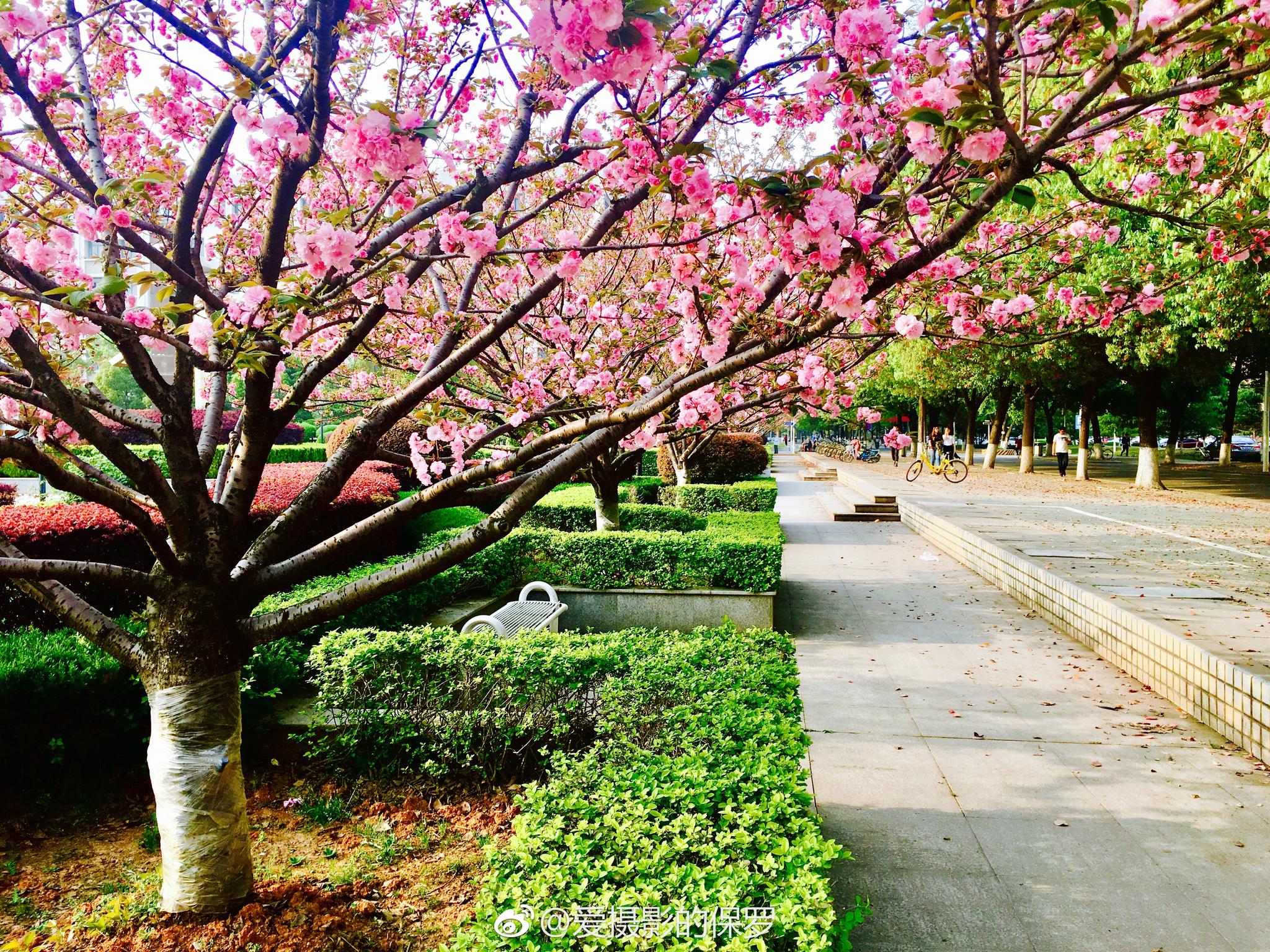 花卉摄影·日本晚樱(二)花团锦簇最樱花(图片拍摄于湖北工业大学|日本晚樱|湖北工业大学|樱花_新浪新闻