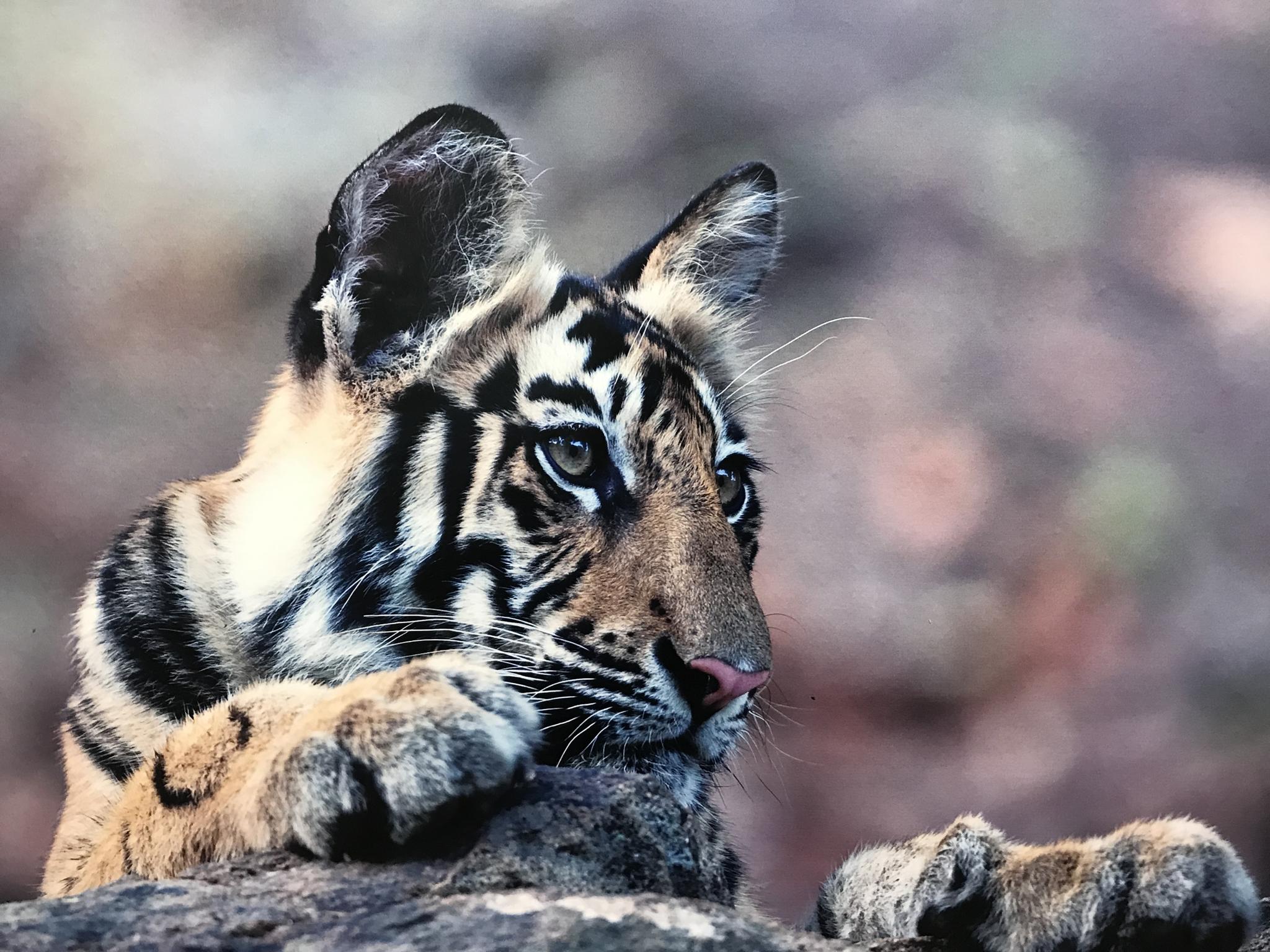 北京动物园里翻拍的脑虎