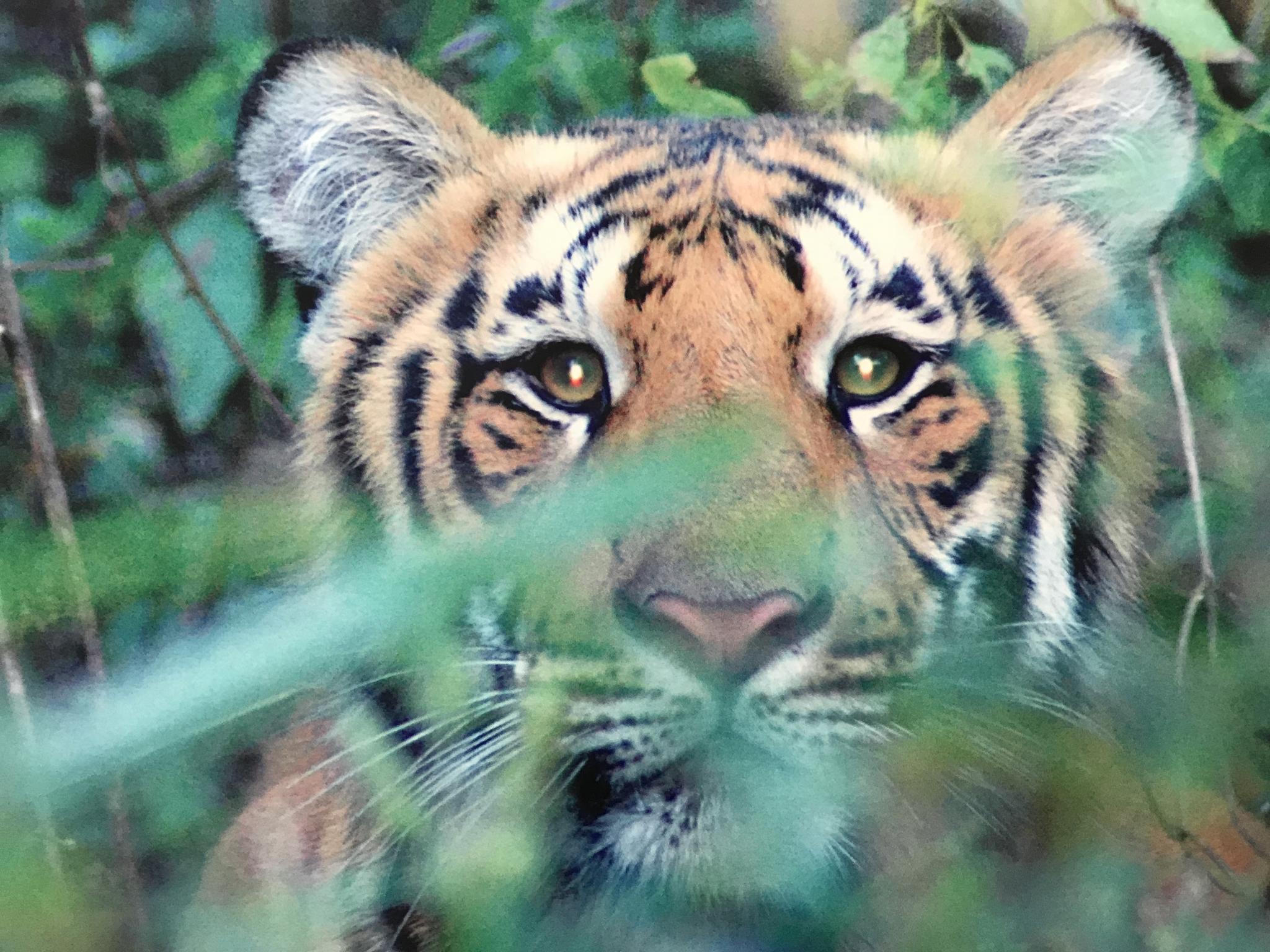 北京动物园里翻拍的脑虎