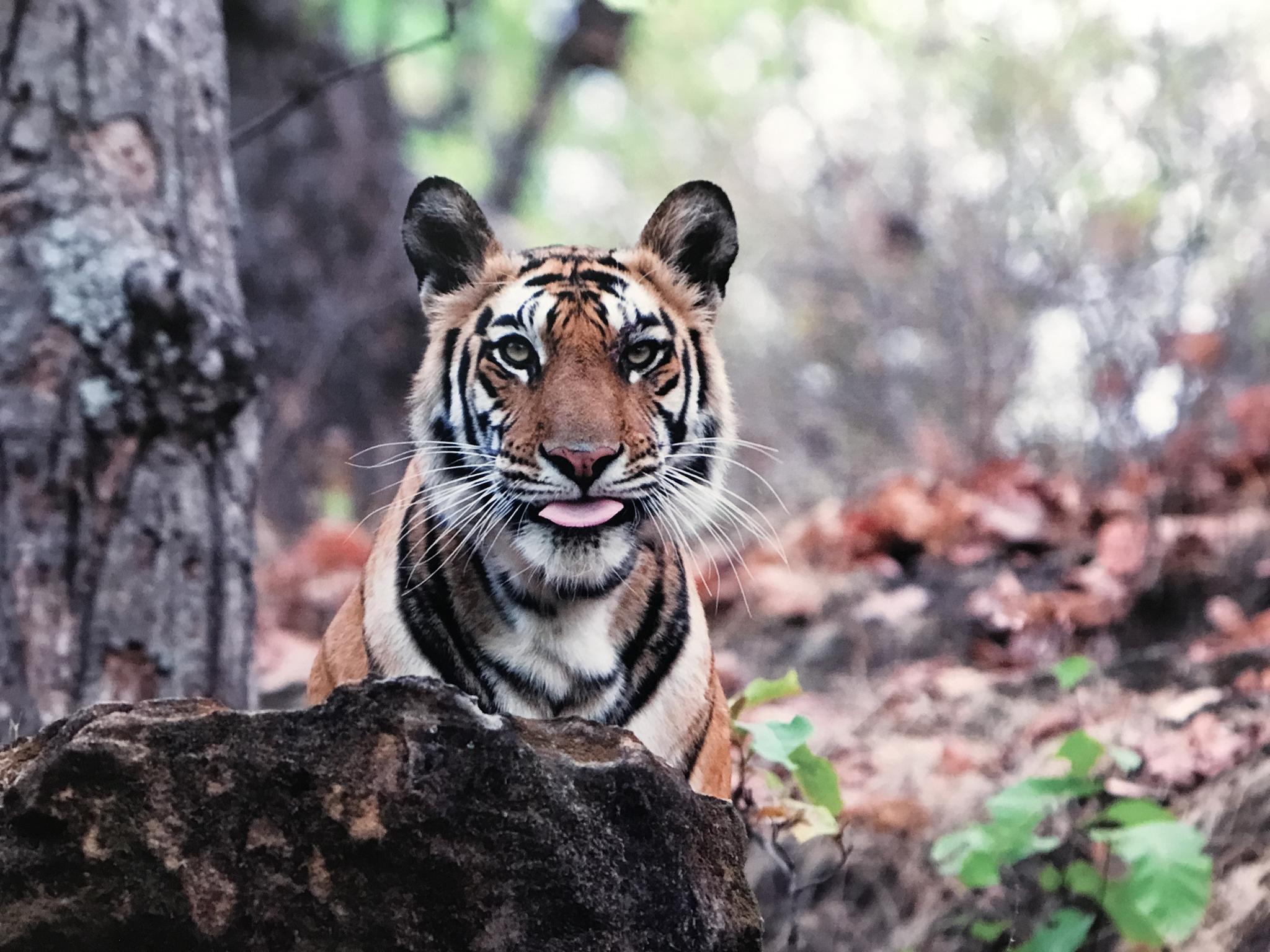 北京动物园里翻拍的脑虎