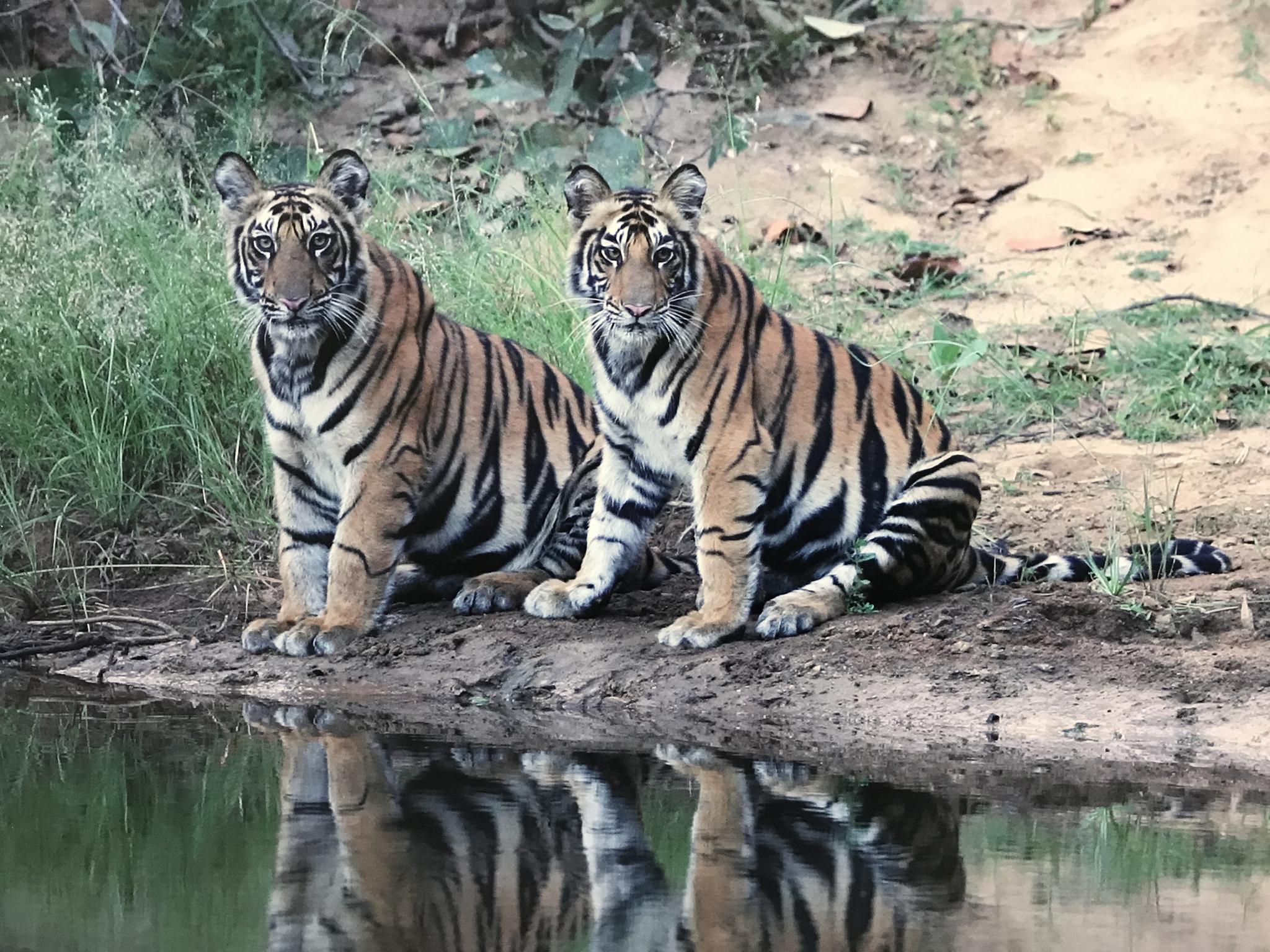 北京动物园里翻拍的脑虎
