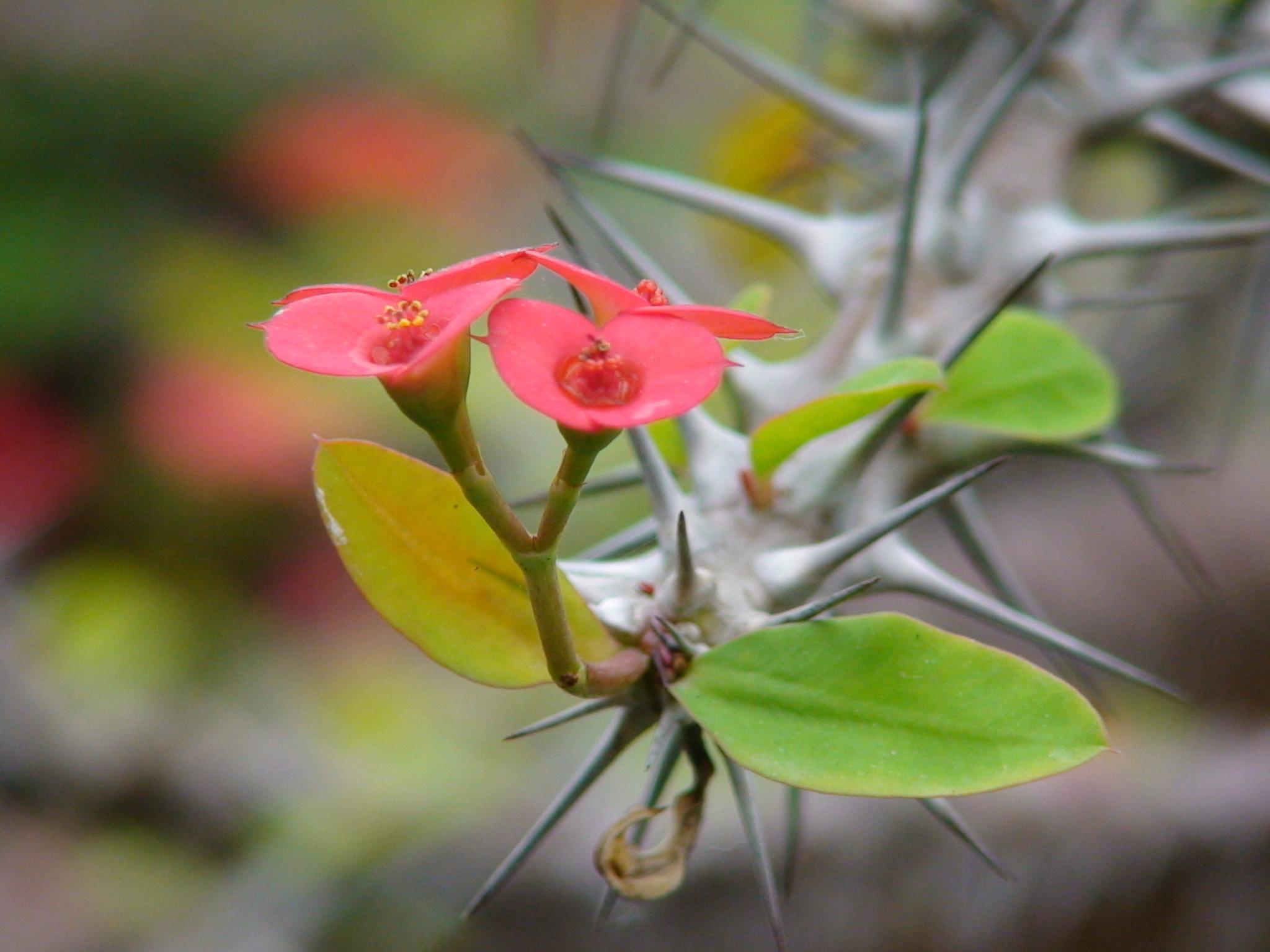 正文       虽然刺蓬花常被当做盆栽观赏植物,但是一定要注意一点