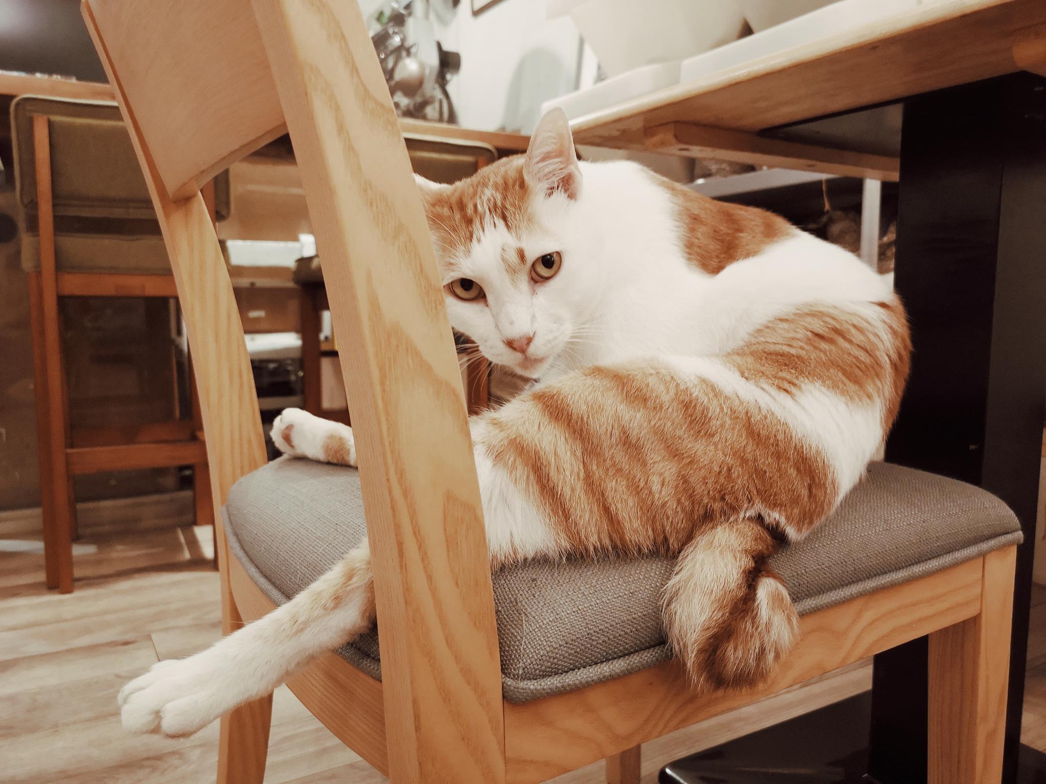 咖啡实验室里,猫的各种"躺姿"