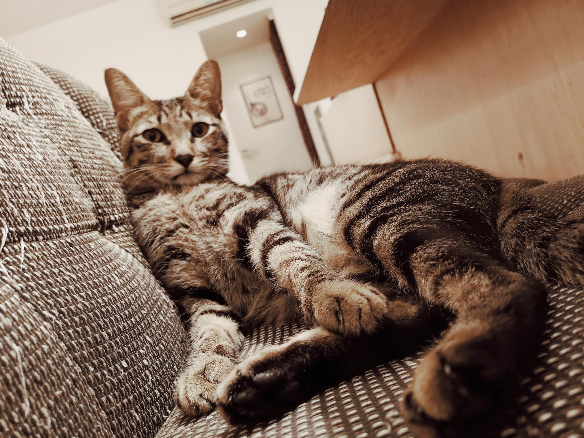 咖啡实验室里,猫的各种"躺姿"