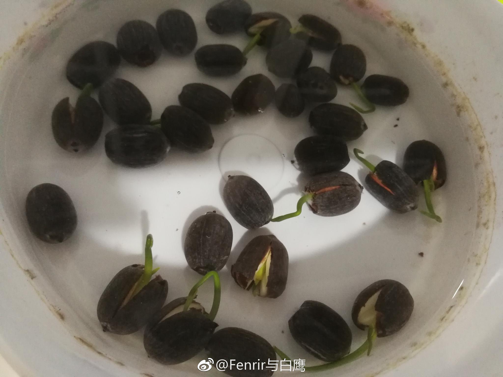 工作室里姬小菊也盛开了铜钱草已爆盆