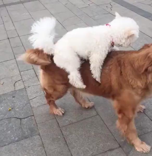 大金毛:大家都是狗,凭什么你骑我?走开啊,死鬼!