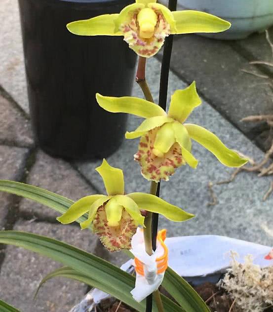 朋友家的名贵兰花,水晶兰花带大舌头,有喜欢的吗?