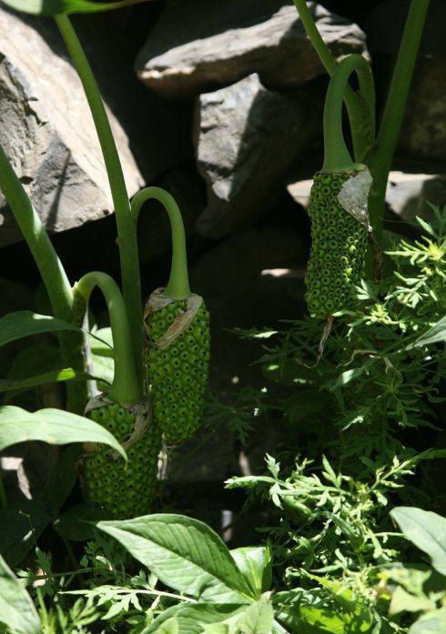 别名:天南星,白南星,山苞米,蛇包谷,山棒子等.