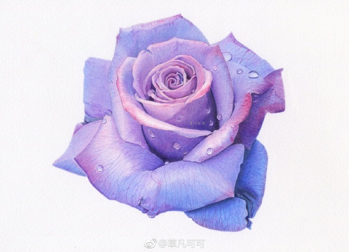 作者草凡可可彩铅月季