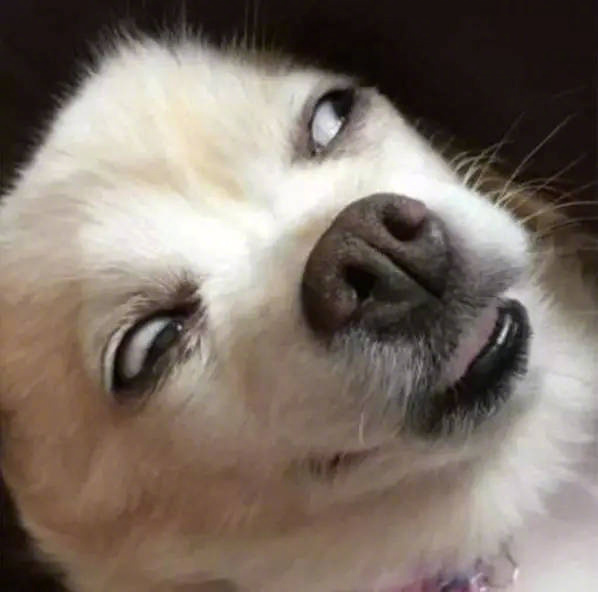 一组傻狗表情包实在太逗啦67