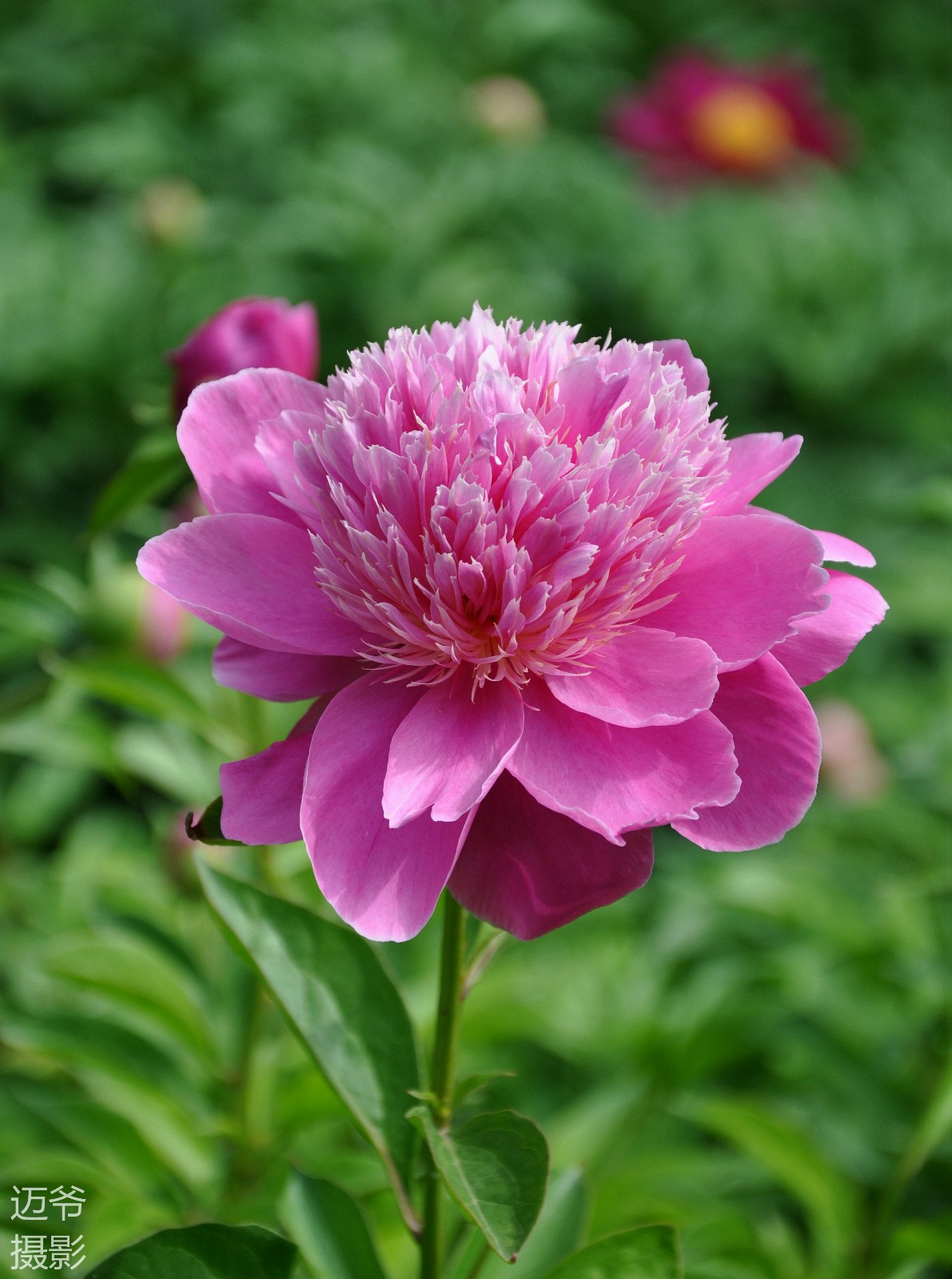 1191_1600竖版 竖屏