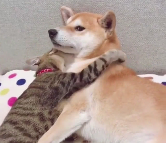 这看起来应该很甜蜜对不对啊,但是,柴犬脸上的表情,却没有很高兴哦!