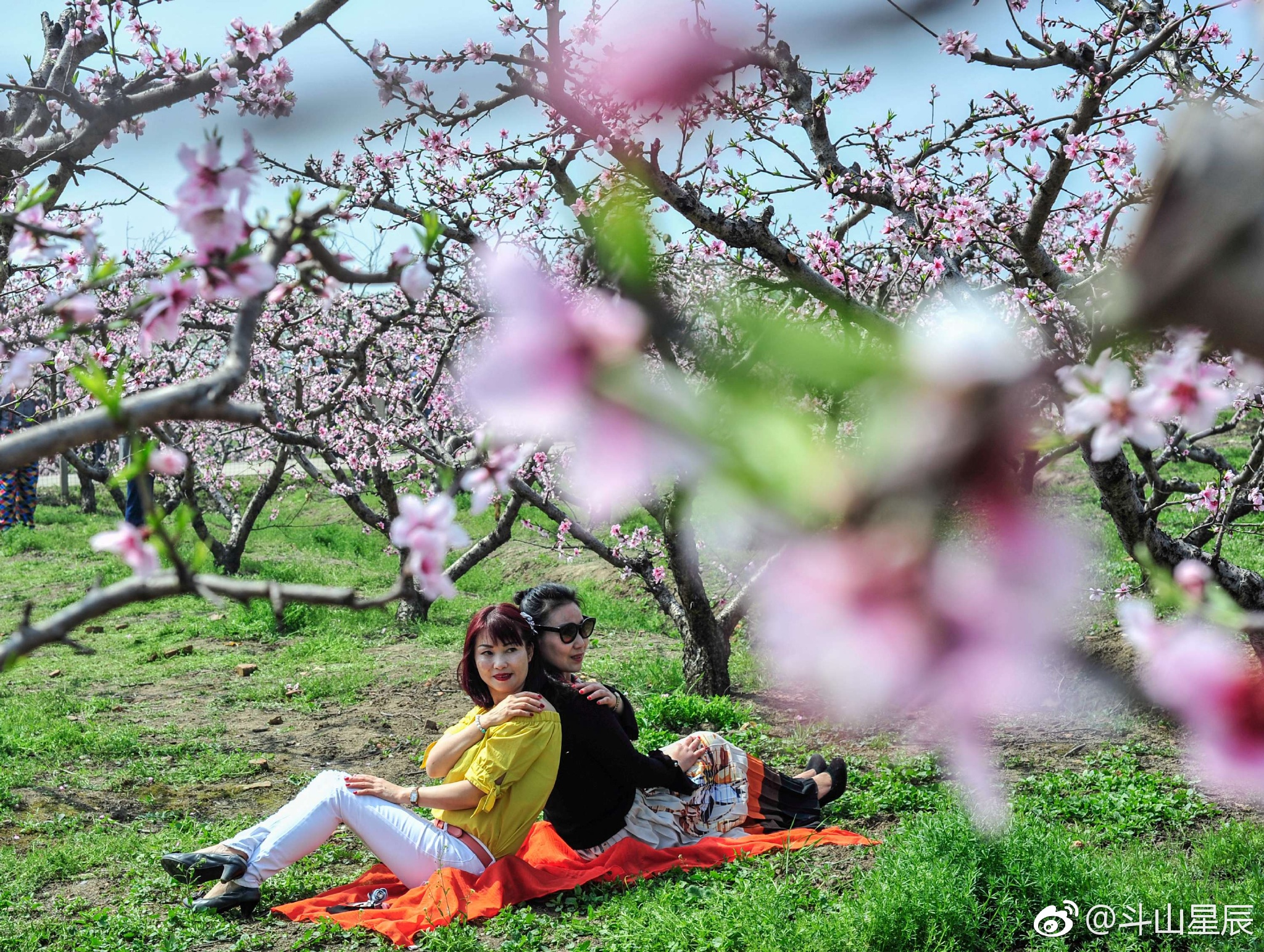 美丽桃花源