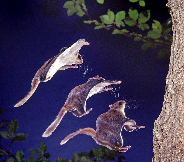 图看天空中来去自如的飞鼠, 跳跃一次飞行60米, 被捕杀面临灭绝