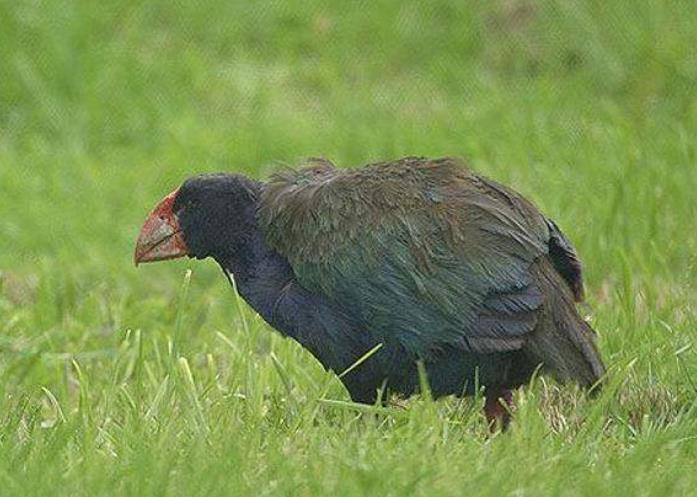 5种被目击的灭绝动物第3种为远古物种存活几率大