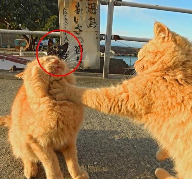 橘猫突然对同伴使出锁喉功错愕的同时往后面一看,瞬间笑喷到不行