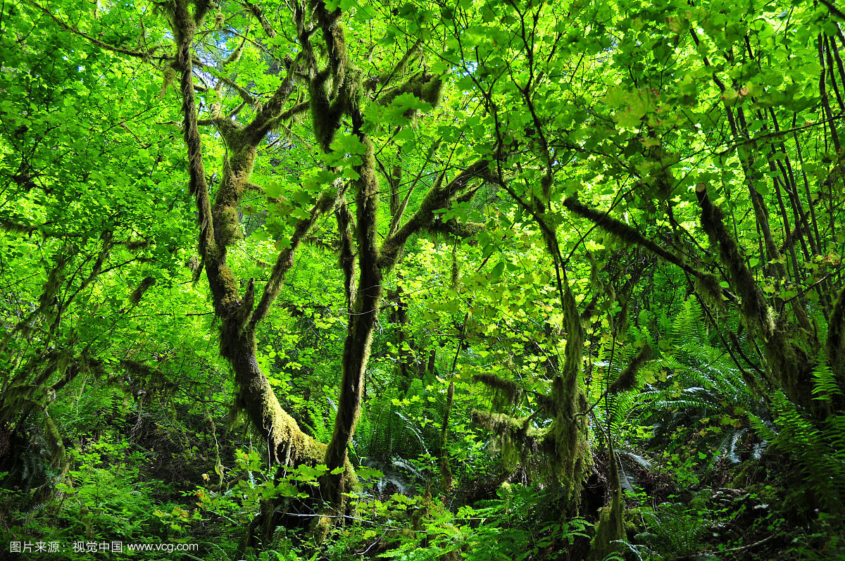 明灯风水命理紫微神数贪狼星坐守十二宫迁移宫