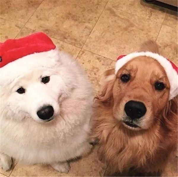 金毛和萨摩一起长大,萌照配一脸,网友:狗粮已吃饱