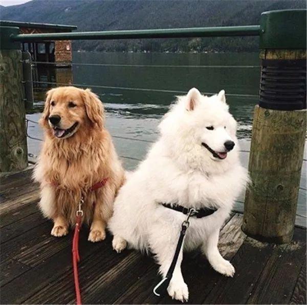 金毛和萨摩一起长大,萌照配一脸,网友:狗粮已吃饱