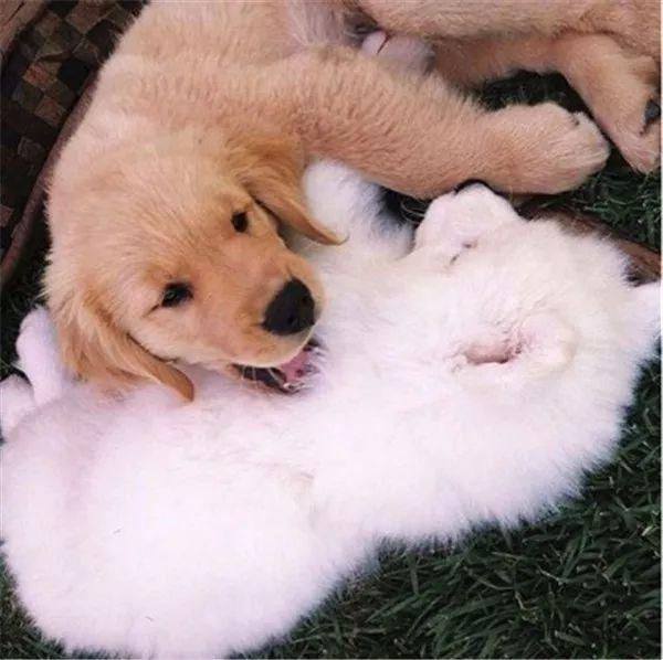 金毛和萨摩一起长大,萌照配一脸,网友:狗粮已吃饱