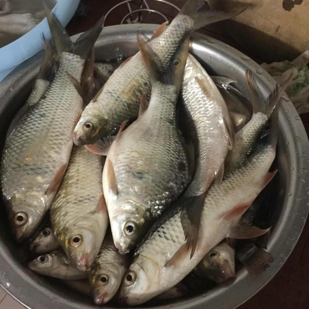 冷水地下河鱼种繁多鲫鱼和马口很常见一趟过来满满一盆