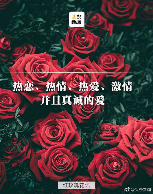 玫瑰花语七夕情人节你送对了吗