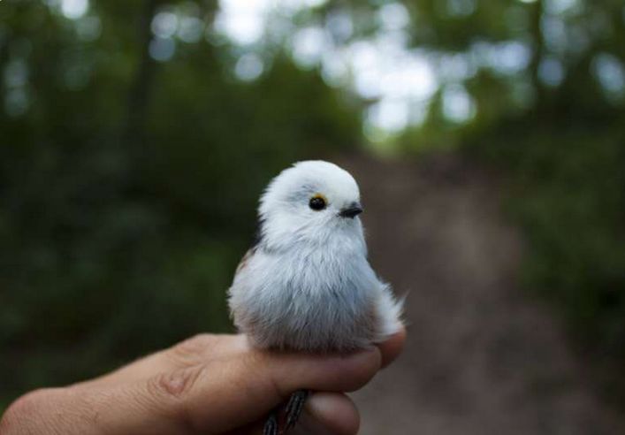 小哥森林玩耍听到阵悦耳脆声回头发现一群雪精灵