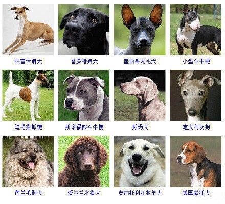 狗狗的品种大全原来狗狗有这么多种类涨姿势了
