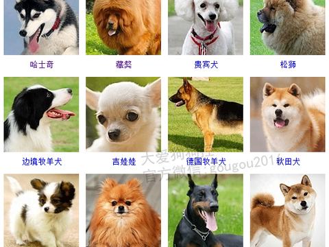 狗狗品种大全,看看你认识几种?|狗狗|品种|纯种|标准|标题_新浪新闻
