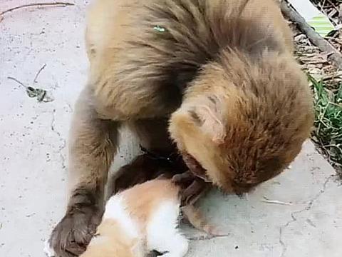 猴子在小奶猫身上找盐粒,翻了半天也没有急死了:没有我吃啥|小奶猫|盐粒|猴子们_新浪新闻