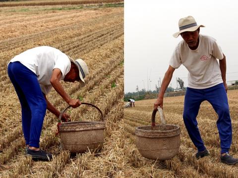 六旬老人拾麦穗一天弯腰近千次 收获却令人心酸