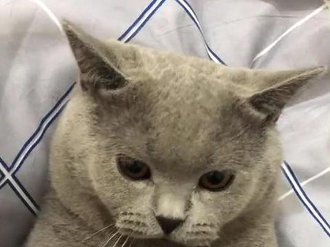 主人用猫语器翻译，说要吃猫肉，猫咪竟然乖乖地听话了|猫|翻译器|猫咪|主人|网友_新浪新闻