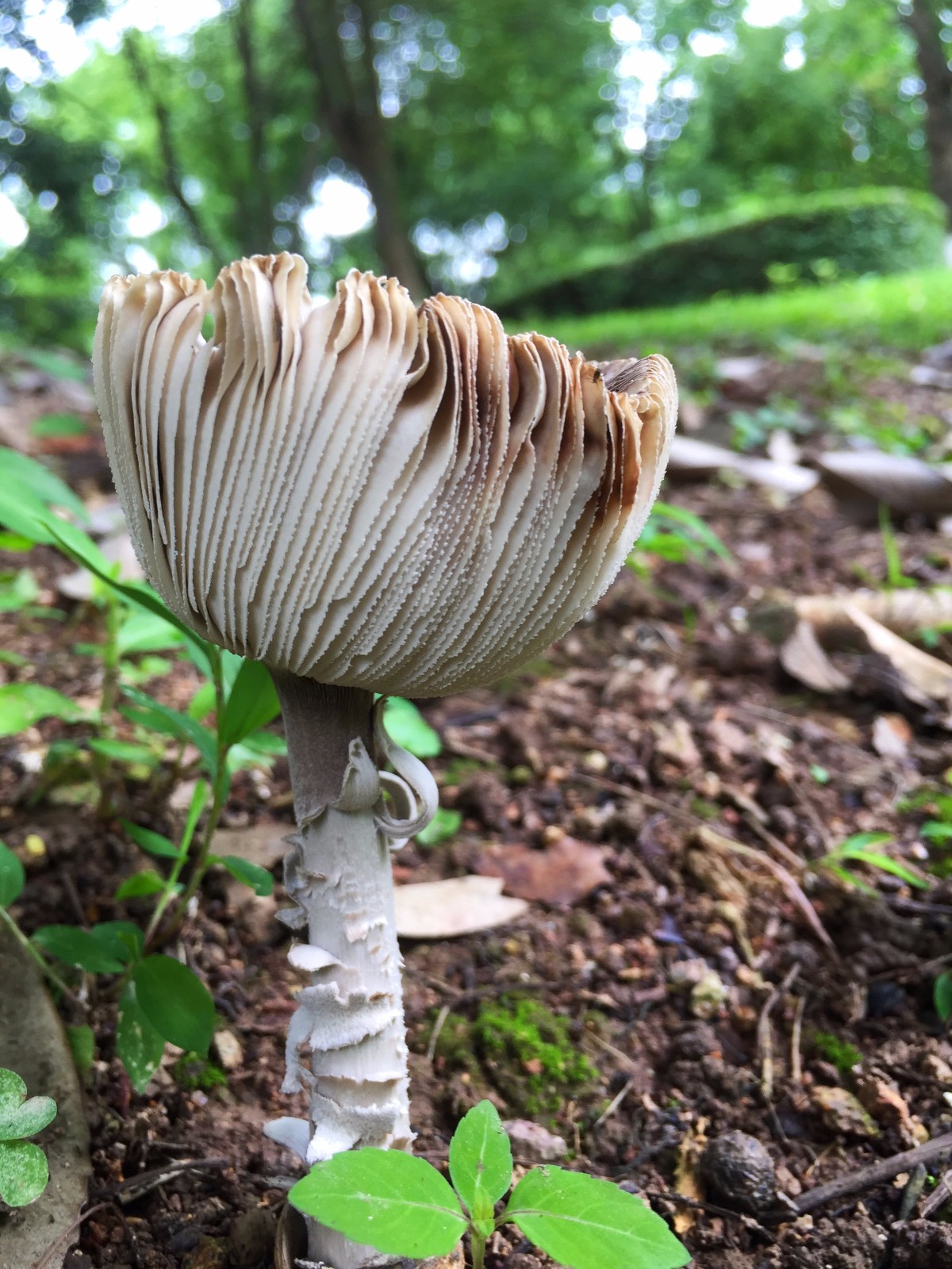 雨后是蘑菇的春天各种各样的蘑菇多姿多彩你见过几种40图
